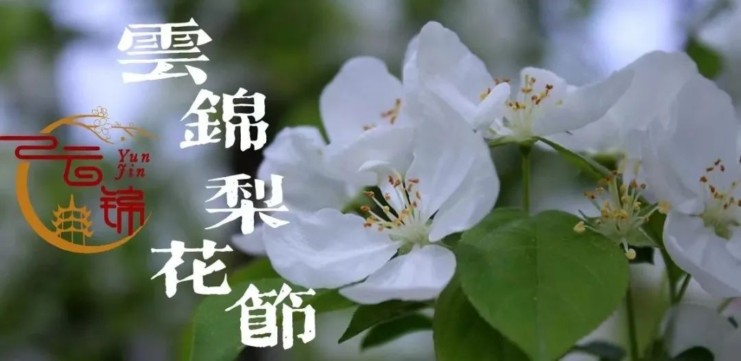阳春三月，乐游云锦梨花雪海！！！